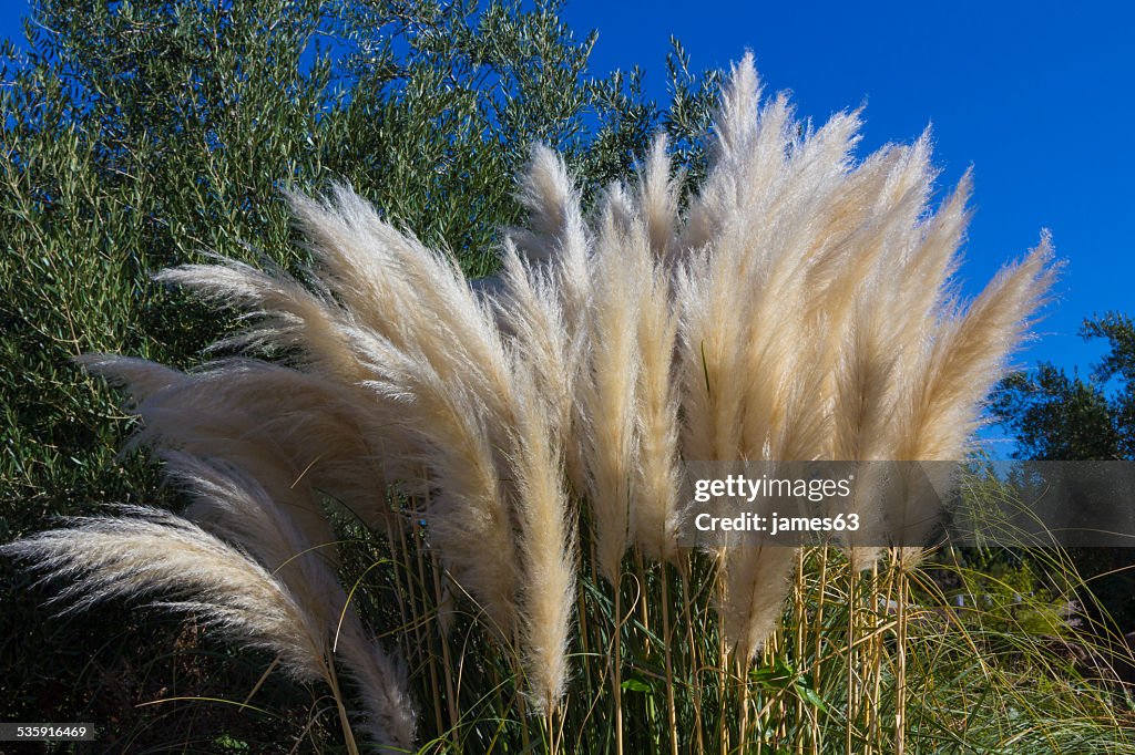 Cortaderia selloana pampas grass cortadera