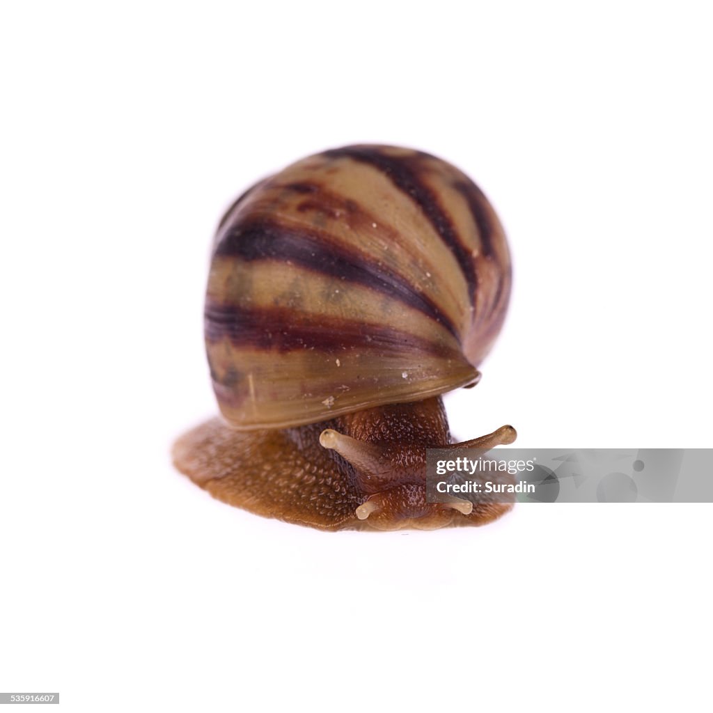 Caracol (Amphidromus) aislado sobre fondo blanco