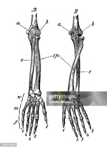 ilustraciones, imágenes clip art, dibujos animados e iconos de stock de anticuario científica médica ilustración de alta resolución: brazo los huesos - radio hueso del brazo