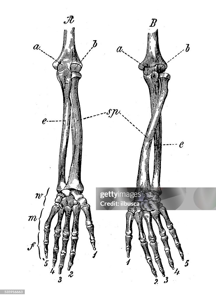 Antique medical scientific illustration high-resolution: arm bones