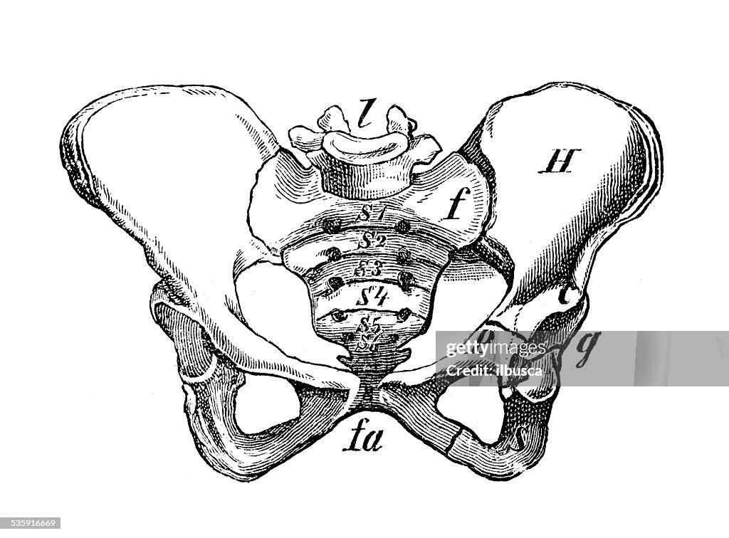 Antigo científica médica Ilustração alta resolução: Pélvis