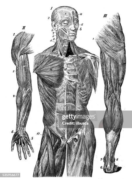 ilustraciones, imágenes clip art, dibujos animados e iconos de stock de anticuario científica médica ilustración de alta resolución: músculos - human anatomy organs back view