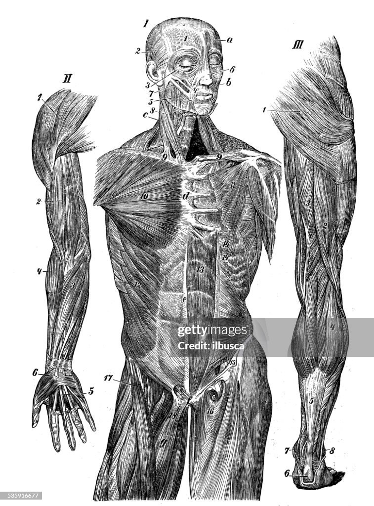 Antique medical scientific illustration high-resolution: muscles