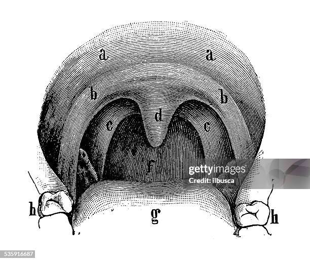 ilustrações, clipart, desenhos animados e ícones de antigo científica médica ilustração alta resolução: boca - úvula