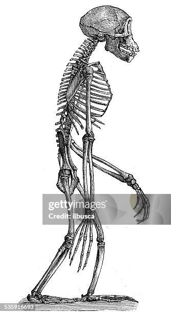 antique medical scientific illustration: gorilla skeleton - inner monkey stock illustrations