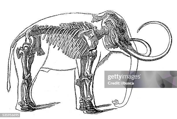 antique medical scientific illustration: mammuth skeleton - fish bone diagram stock illustrations