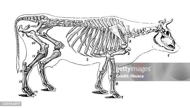 ilustraciones, imágenes clip art, dibujos animados e iconos de stock de anticuario científica médica ilustración: ganado de skeleton - esqueleto de animal