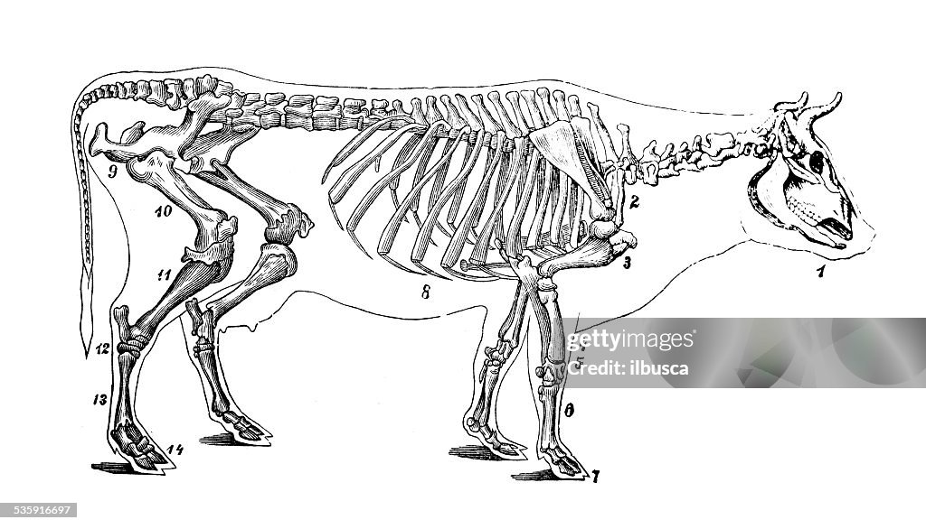 Antique medical scientific illustration: cattle skeleton