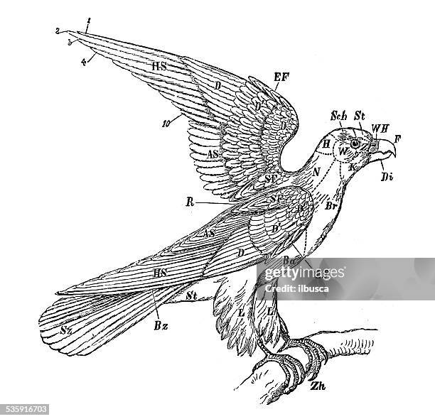 antique medical scientific illustration: bird anatomy - fish bone diagram stock illustrations