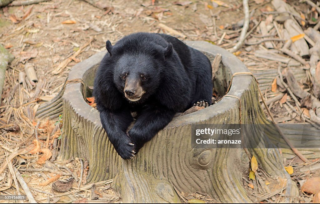 Black bear