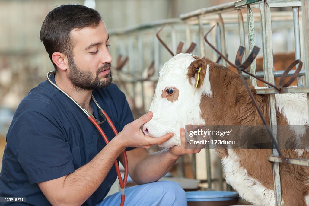 Vet and calf