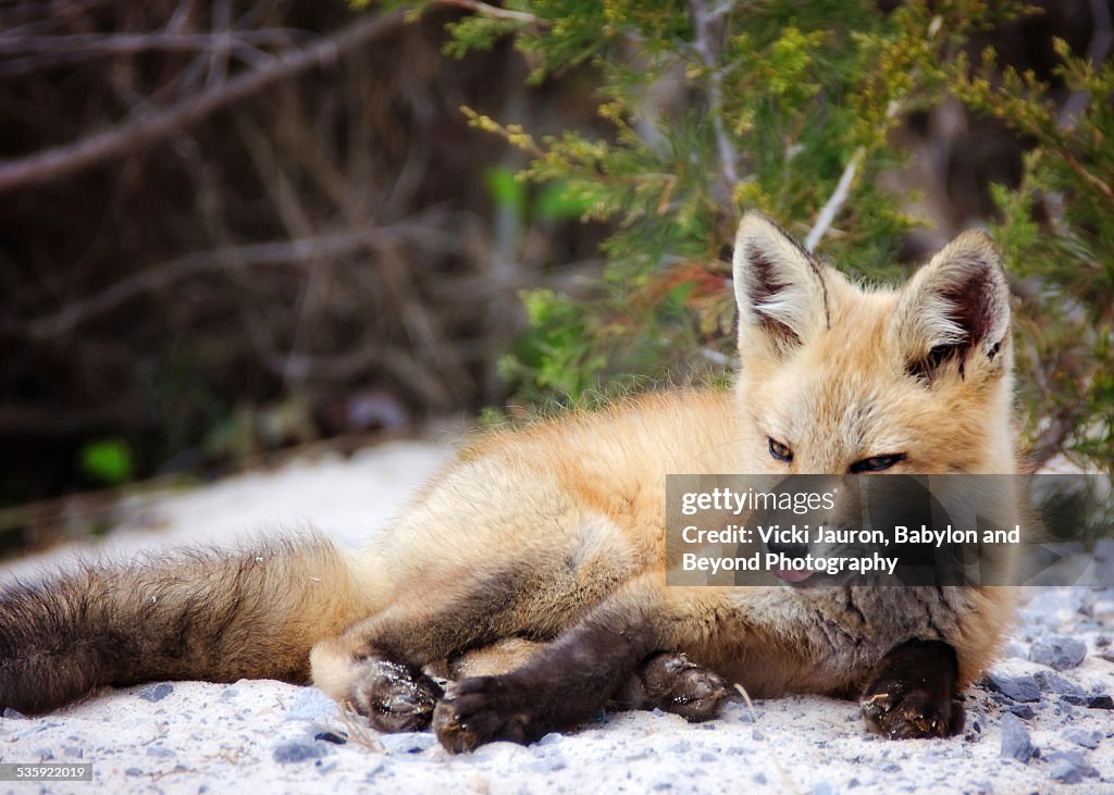 Cute Little Fox Kit Just Hanging Out