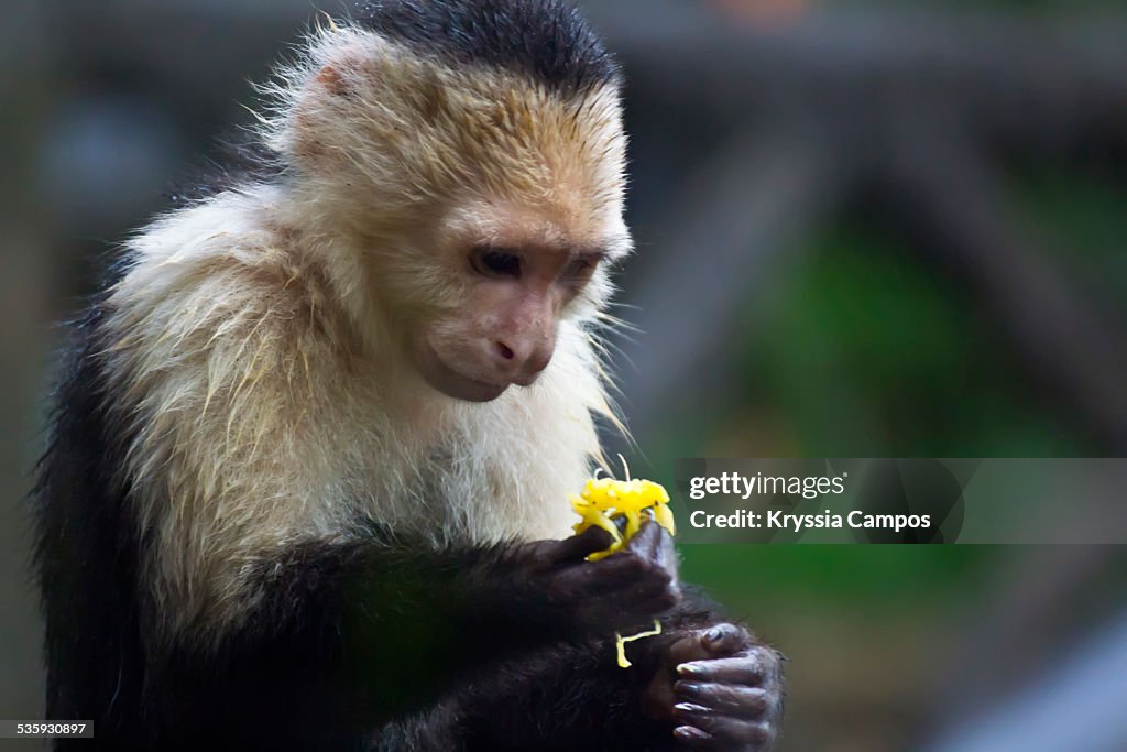 White-headed capuchin with fruit in hand
