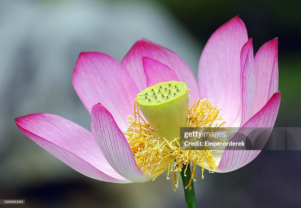 Pink Water Lily