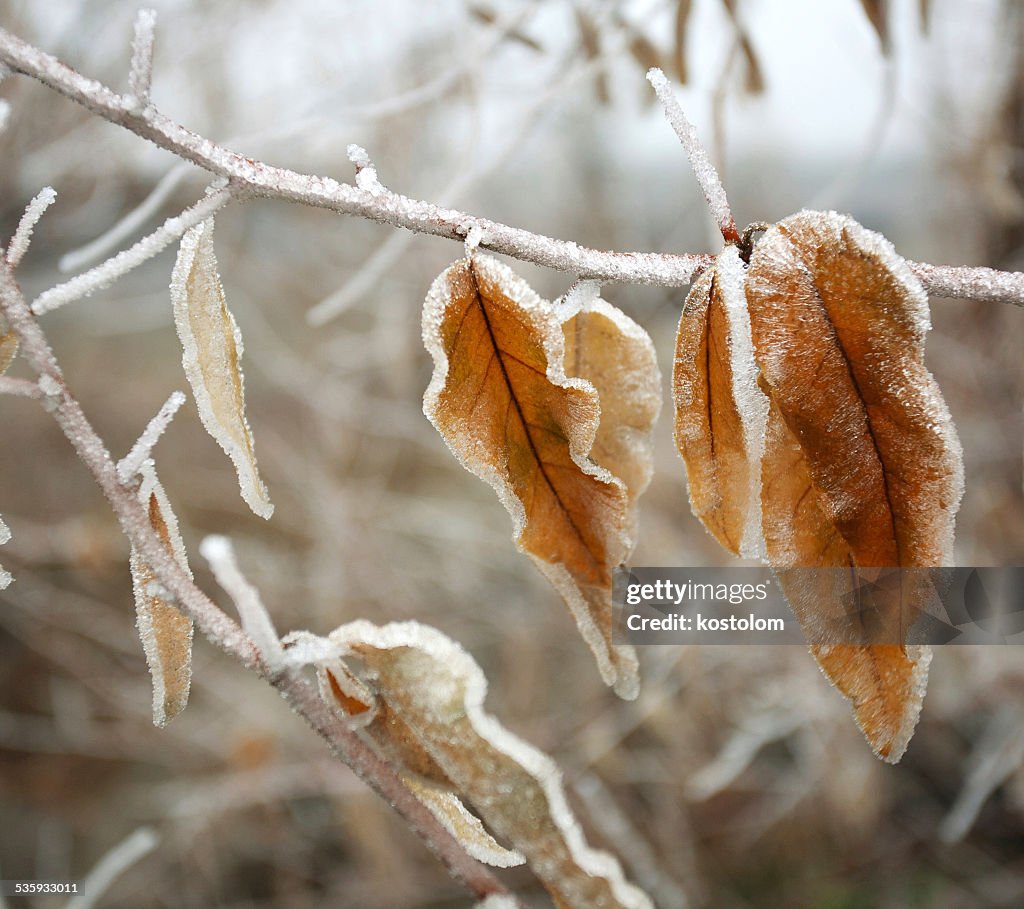 Frozen brown autumn leaves covered with frost