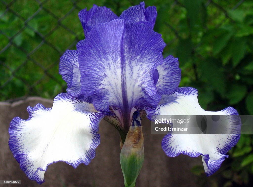 Iris fiori blu Staccato