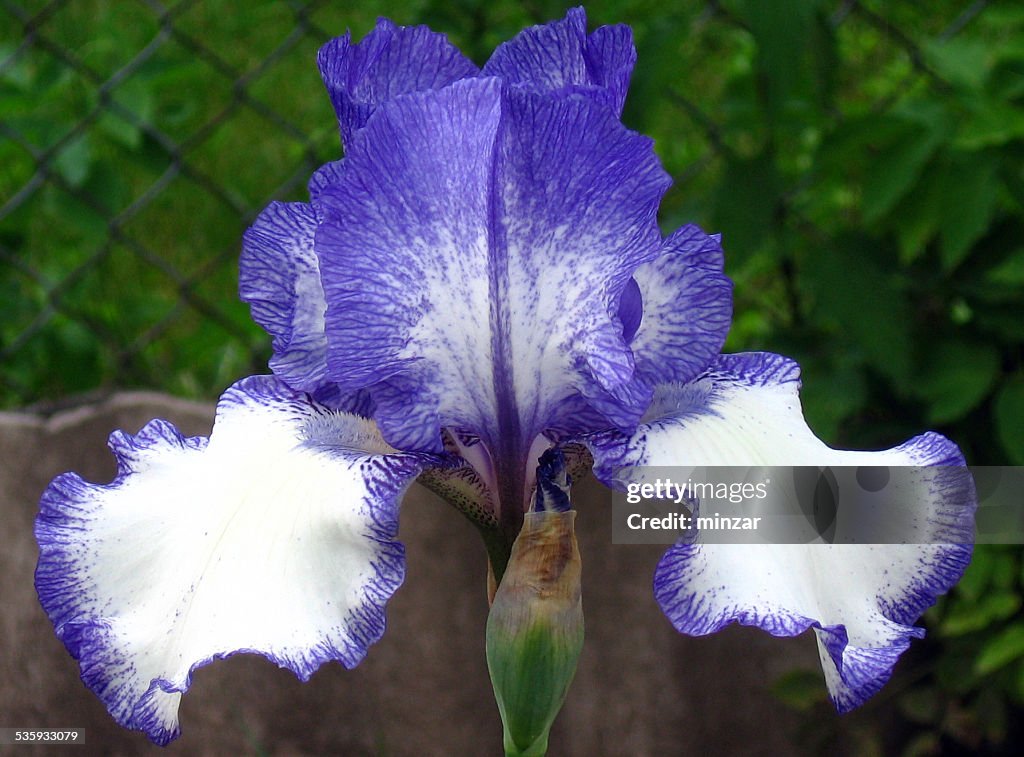 Iris Flowers - Blue Staccato