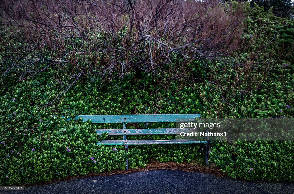 Bench on sea front coverd with plants, colour image