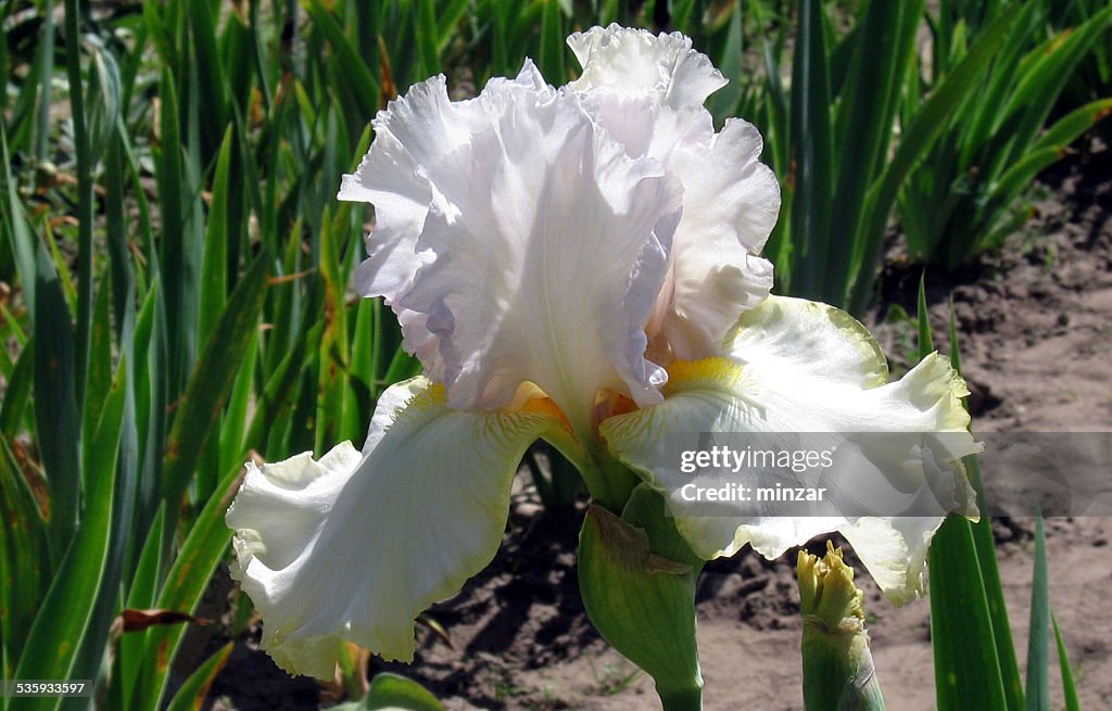 Iris Flowers Chartreuse Ruffles