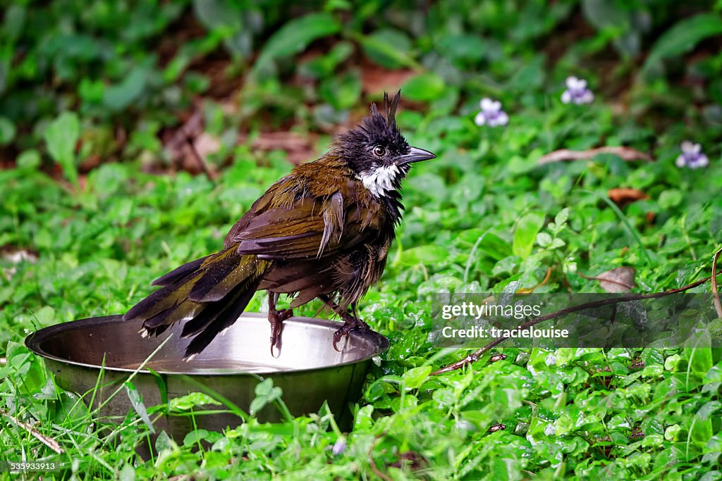 Eastern whip bird drying off