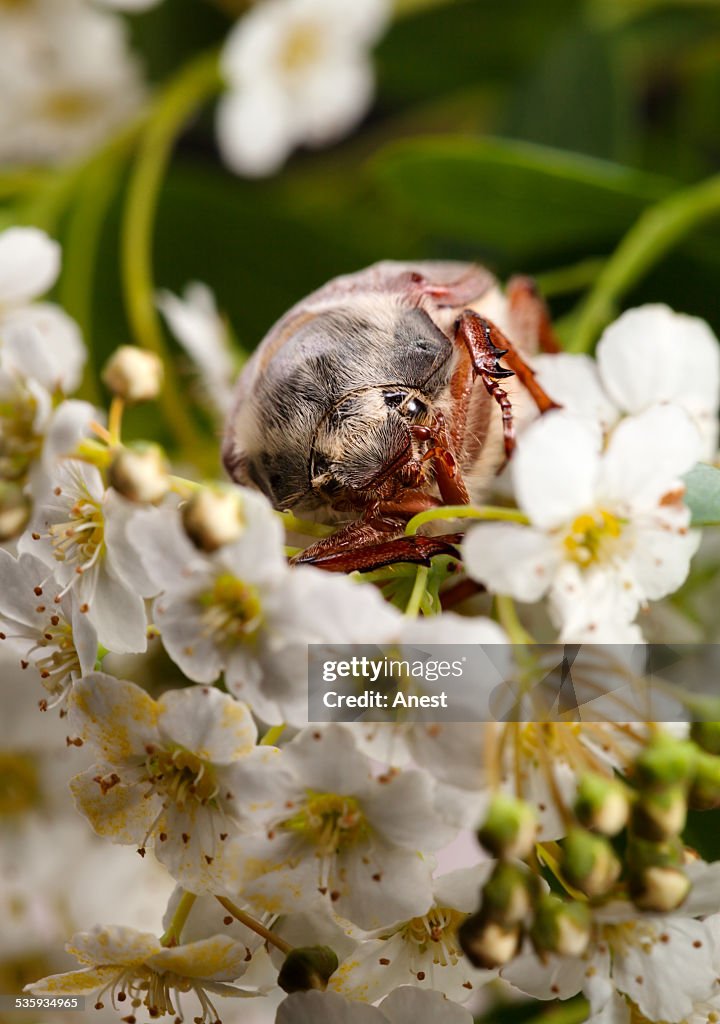 June Bug in hawthorn inflorescence