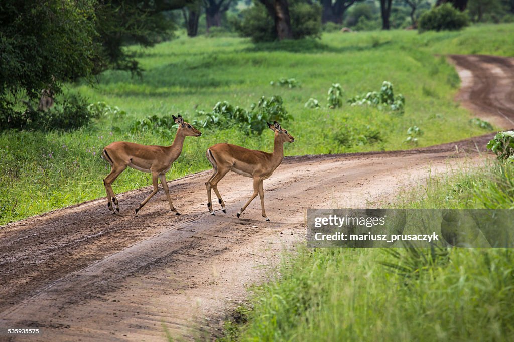 Female impala with young impala. Tarangire National Park - Wildl