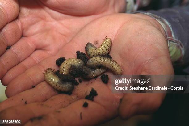 Maggot larva, used as a base for certain dishes.