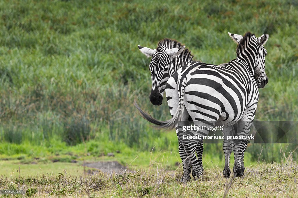 Zebras in Ngorongoro conservation area, Tanzania