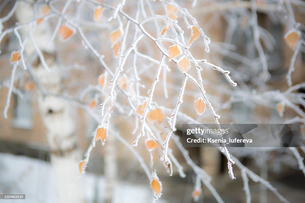 Birch covered with frost