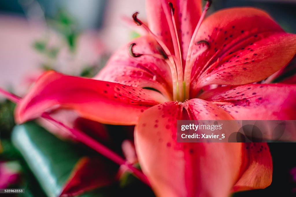 Stargazer lily flower