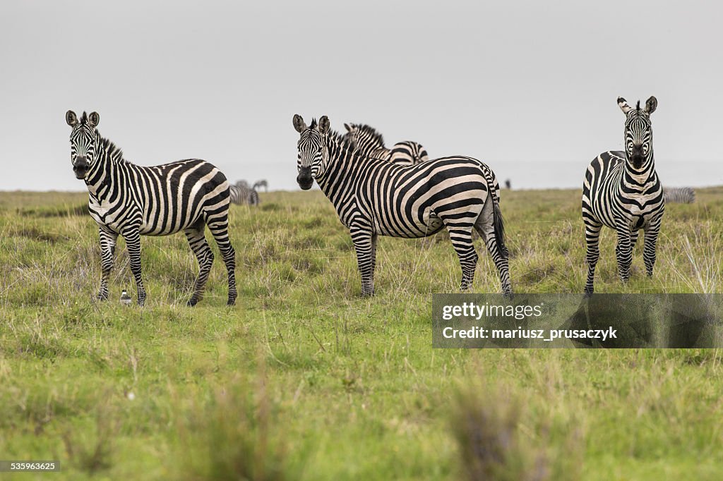 Zebras in Ngorongoro conservation area, Tanzania