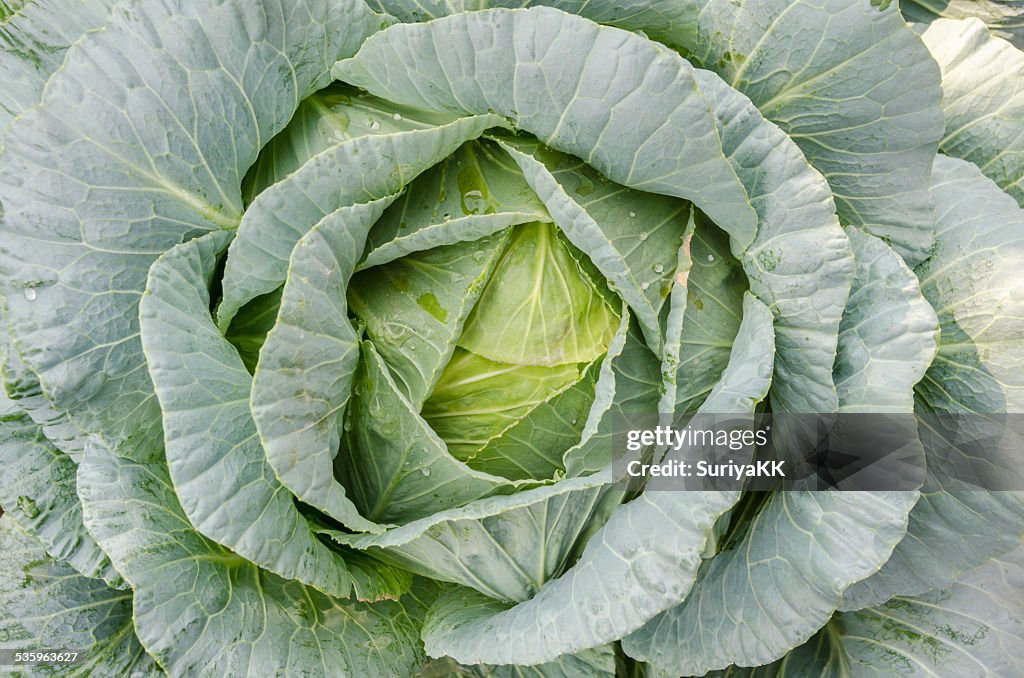 Cabbage