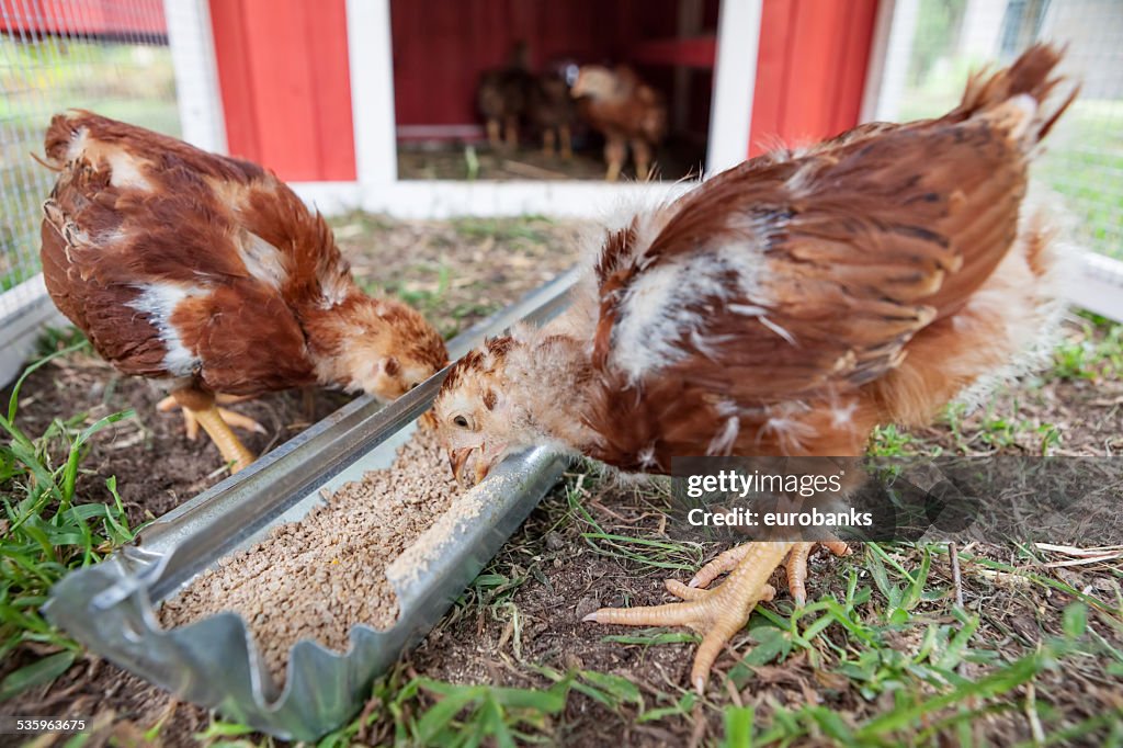 Baby Chicks Eating