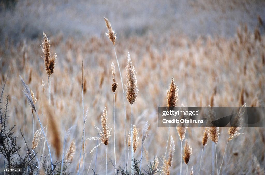 Scheinbeerensträuchern und reedbed