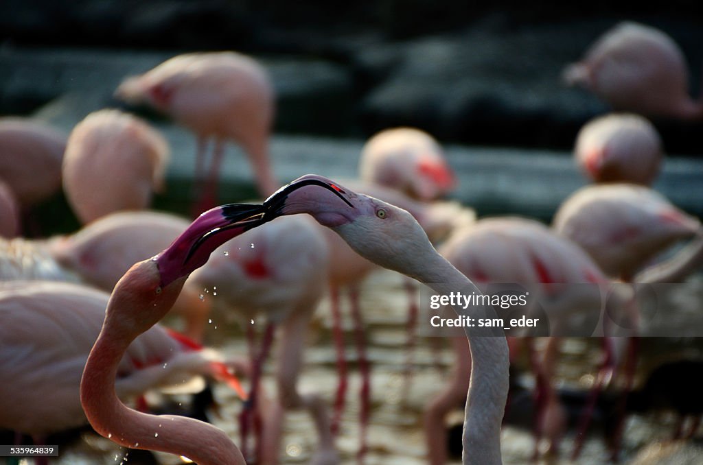 Two flamingos