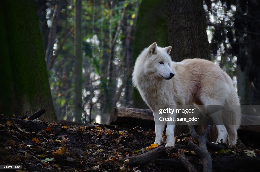 White wolf looking