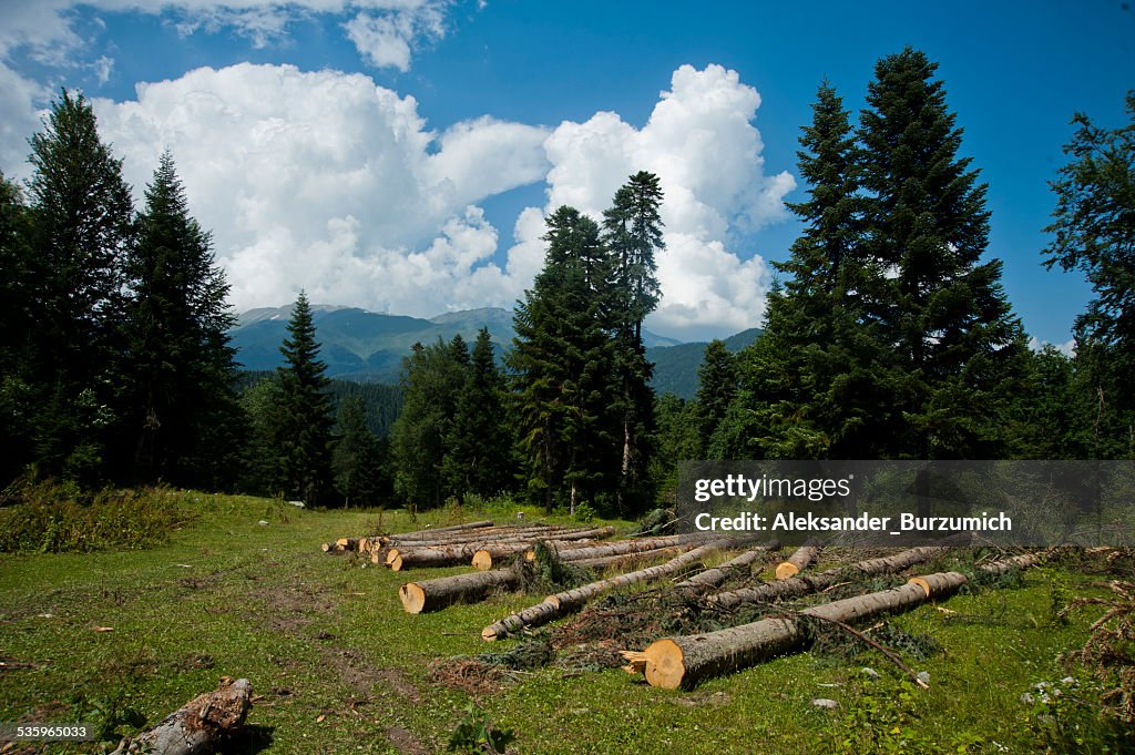 Cut trees in the mountains