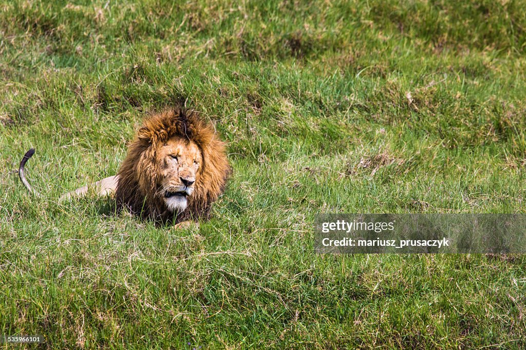 Big león de Masai Mara, Kenia.