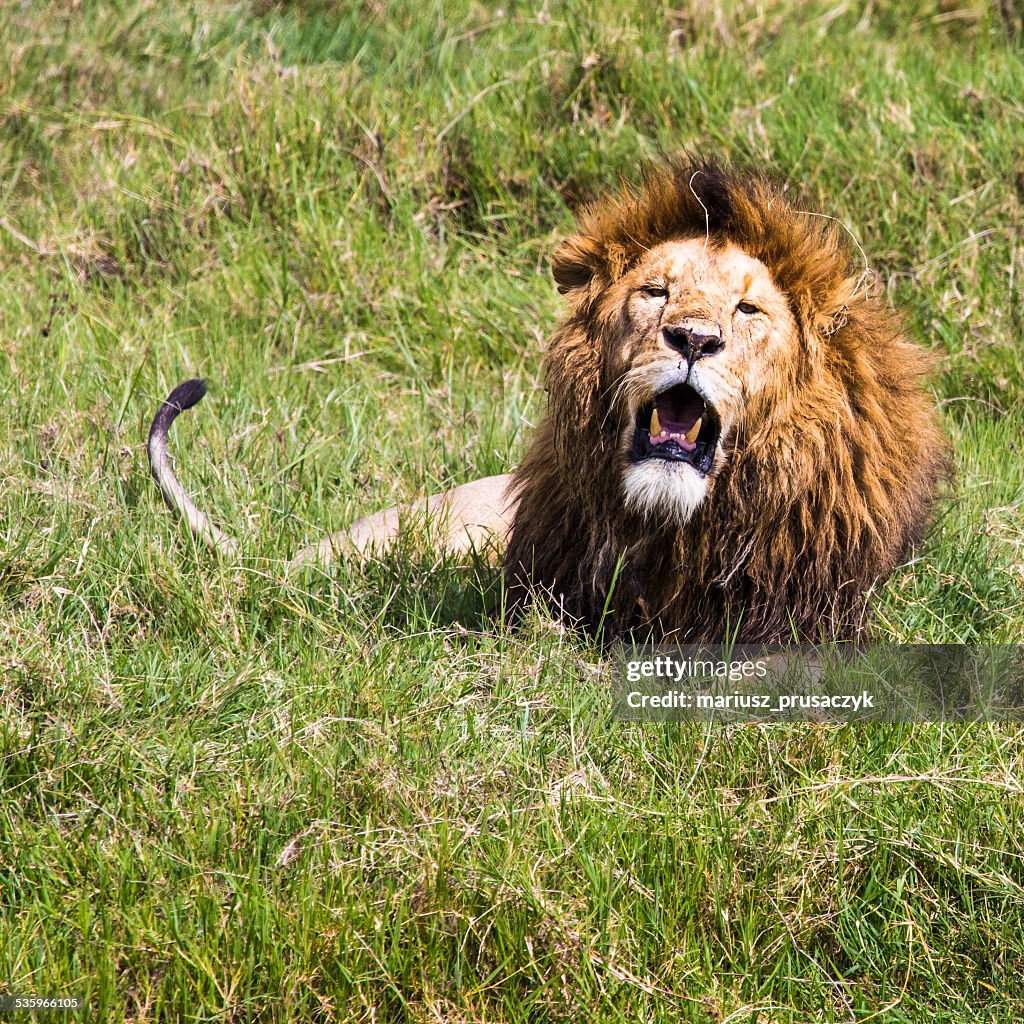 Big Lion mit seinem gefährliche putzen in Masai Mara, Kenya.