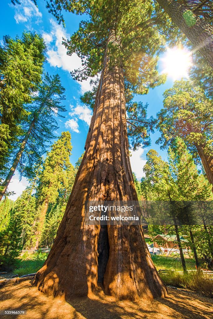 Between Sequoias