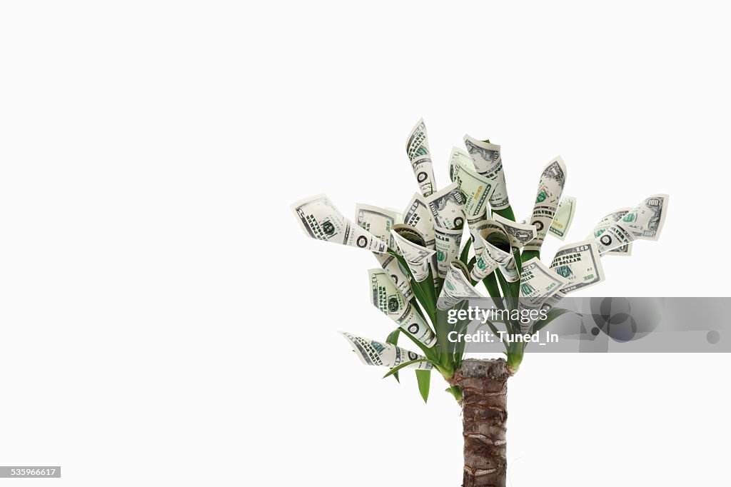 Plant with flowers made from dollar notes against white background