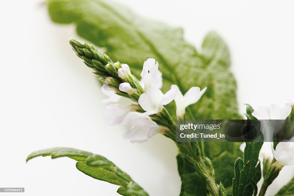 Close up of verbena on white background