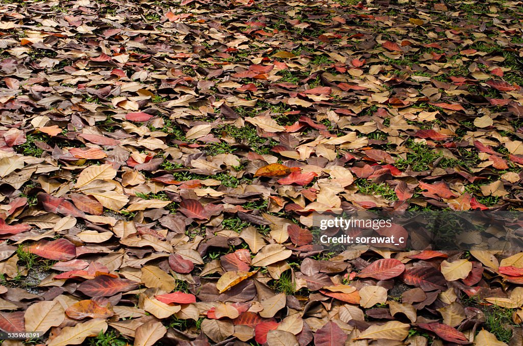 Leafs on the ground