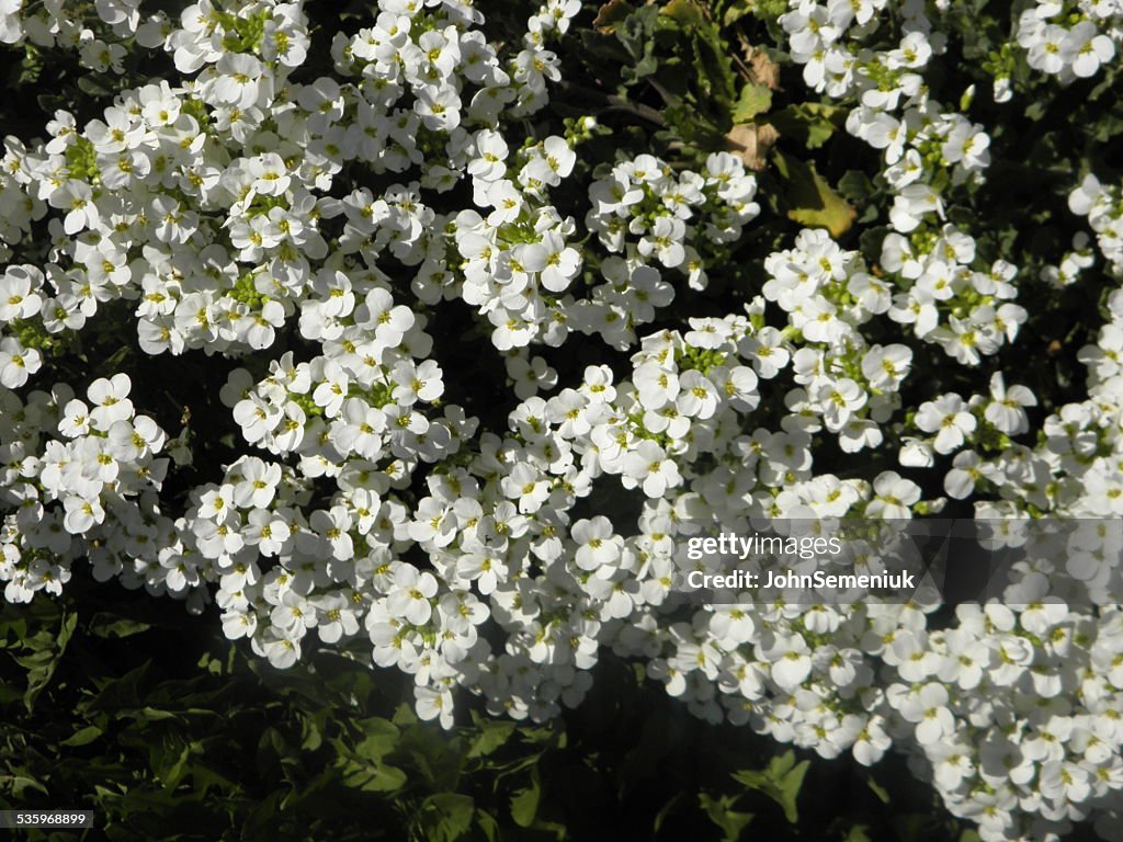 Small white flower garden cover.