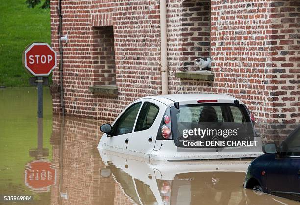 Cat sits onto a window's ledge near submerged cars in the flooded town of Bruay-la-Buissiere, near Lens, northern France, on May 31 following heavy...