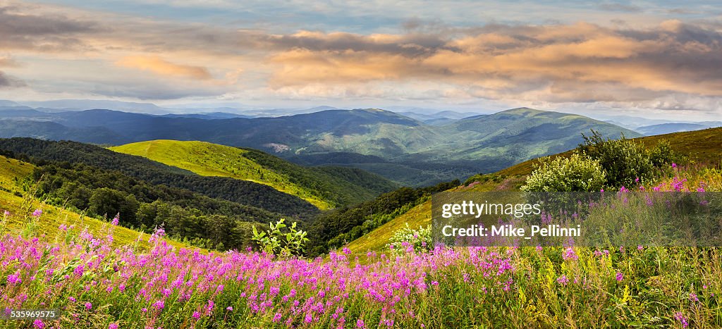 Wild flowers on the mountain top at sunrise