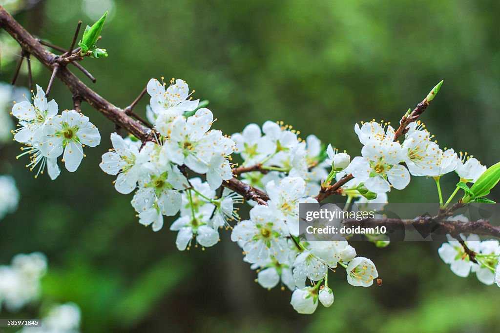 Plum blossom with white flowers in garden.