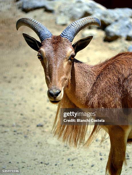 argali (ovis ammon)  young ram in nature - argali stock pictures, royalty-free photos & images