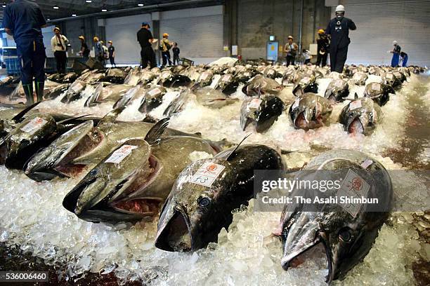 Fresh catch of unfrozen Pacific bluefin tuna awaits being auctioned off on the floors of the fish market at Sakai fishing port on May 30, 2016 in...