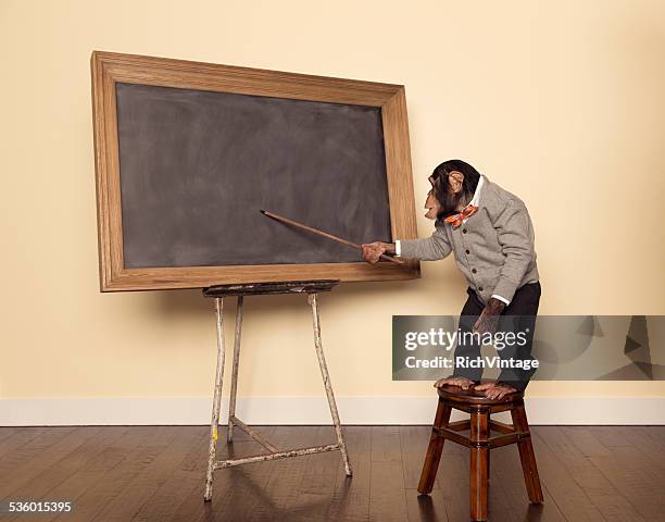 chimpanzee professor at the chalkboard - ape stock pictures, royalty-free photos & images